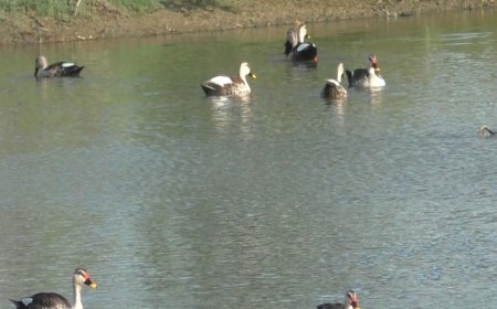 Indian Spot-billed Ducks appear in large numbers across Thoothukudi wetlands