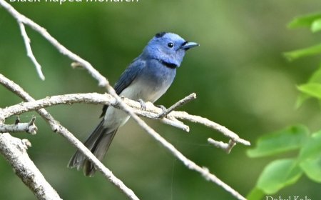 Summer Birding in the Doon Valley