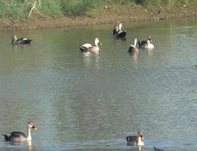 Indian Spot-billed Ducks appear in large numbers across Thoothukudi wetlands