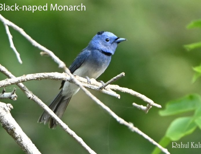 Summer Birding in the Doon Valley
