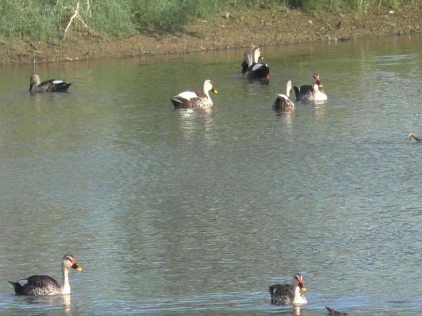 Indian Spot-billed Ducks appear in large numbers across Thoothukudi wetlands