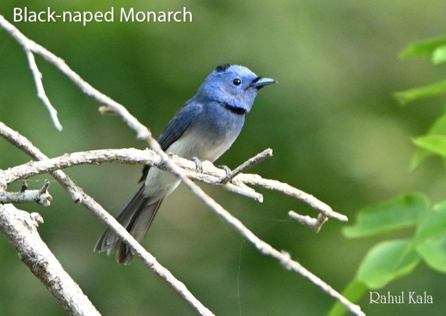 Summer Birding in the Doon Valley